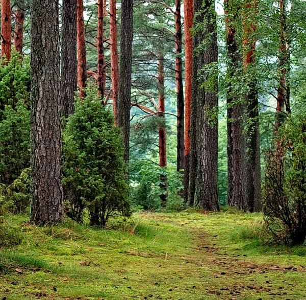 forest-growth-spiritual